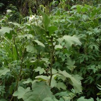 Solanum torvum Sw.